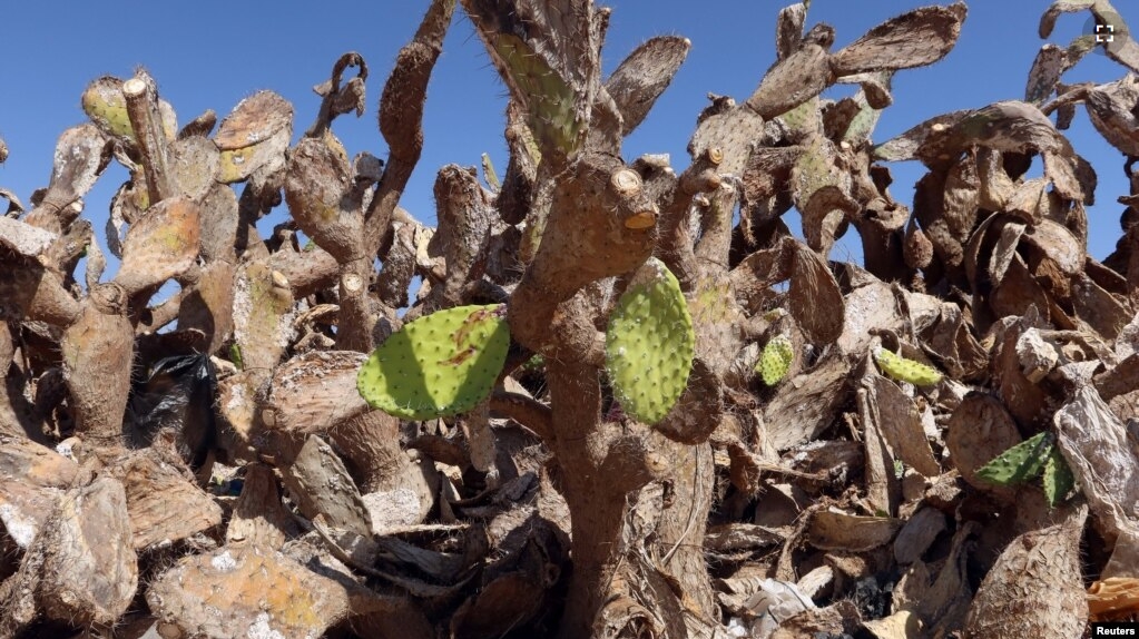 A view shows a prickly pear plantation infested with cochineal insects, in Sfax, Tunisia July 19, 2024. (REUTERS/Jihed Abidellaoui)