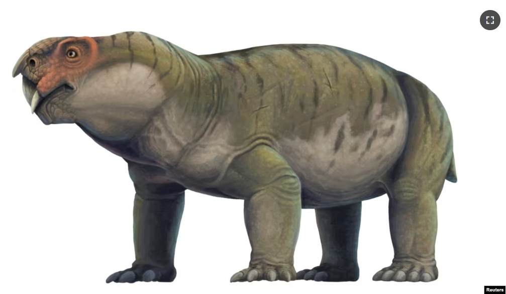 An artist's reconstruction of the tusked and pig-like Permian Period creature Gordonia, a forerunner of mammals, is seen in this image released by the University of Edinburgh. (Scott Reid/Handout via REUTERS)