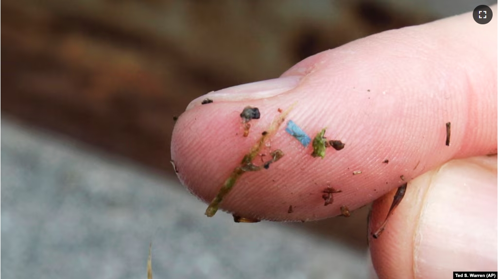 FILE - A blue piece of microplastic sits on the finger of a researcher with the University of Washington-Tacoma environmental science program, after it was found in debris collected from the Thea Foss Waterway, in Tacoma, Wash., on May 19, 2010. (AP Photo/Ted S. Warren, File)