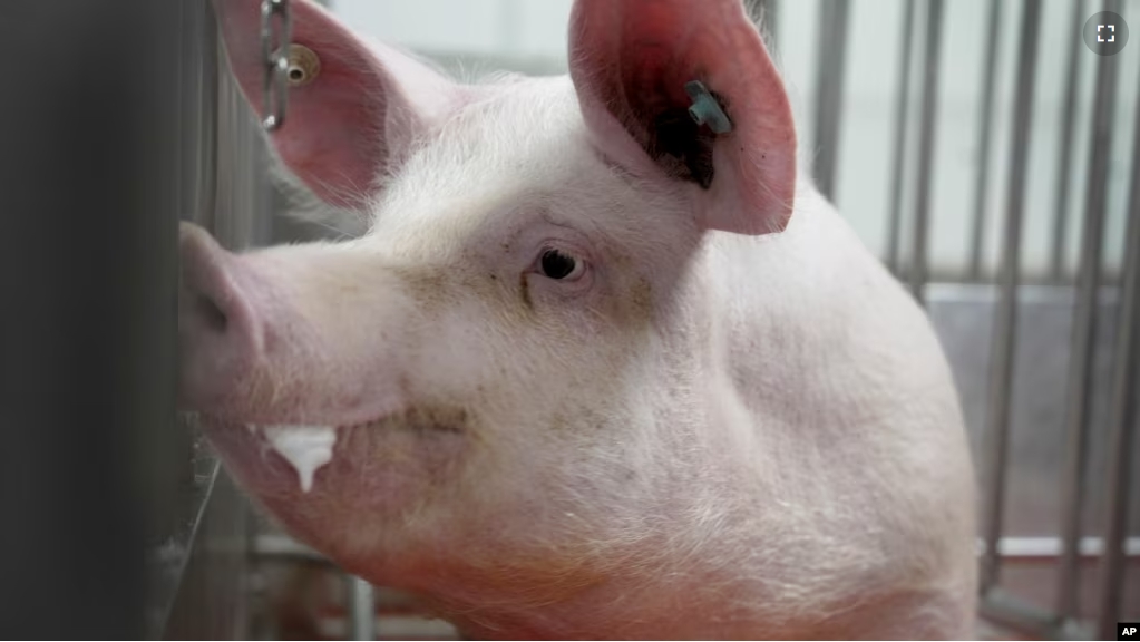 A pig stands in a pen at the Revivicor research farm near Blacksburg, Va., on May 29, 2024, where organs are retrieved for animal-to-human transplant experiments. (AP Photo/Shelby Lum)