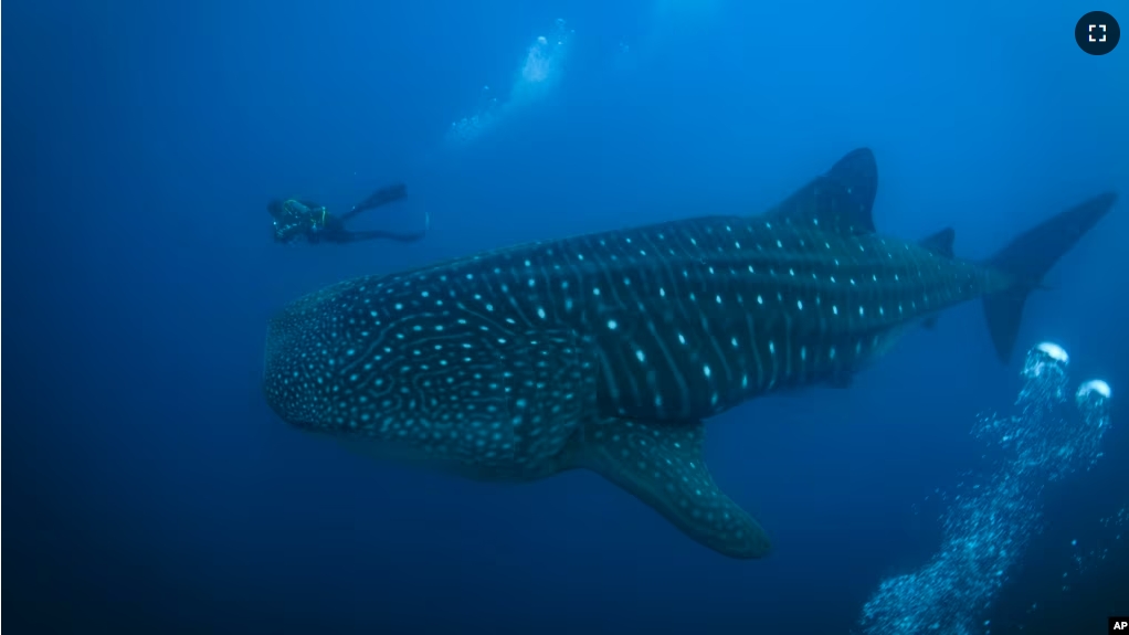 A whale shark swims through the waters off of Wolf Island, Ecuador, next to Enrique "Quike" Moran, a local naturalist from Santa Cruz Island, Ecuador in the Galapagos on Sunday, June 9, 2024. (AP Photo/Alie Skowronski)