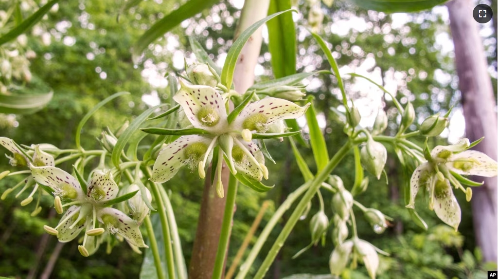 FILE - This May 19, 2018 image provided by the Lady Bird Johnson Wildflower Center shows American columbo (Frasera caroliniensis) flowers in bloom in Hayesville, North Carolina. (Stephanie Brundage/Lady Bird Johnson Wildflower Center via AP)