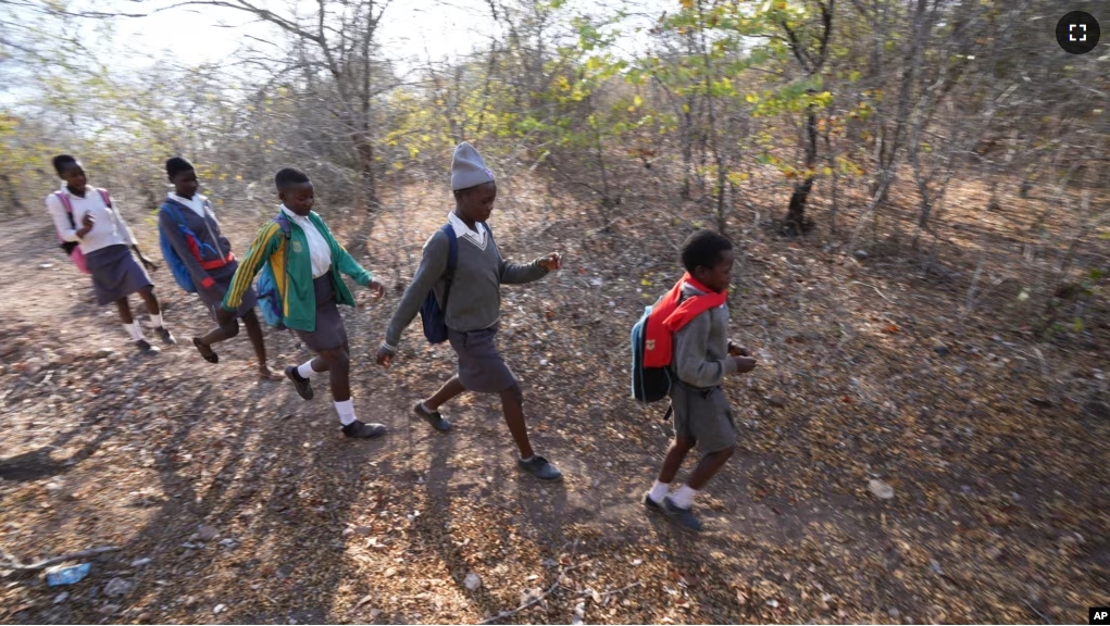 Esther Bote, 14, walks to school with her friends in a bushy area on the periphery of the Save Valley Conservancy in Zimbabwe, Tuesday, July 9, 2024.