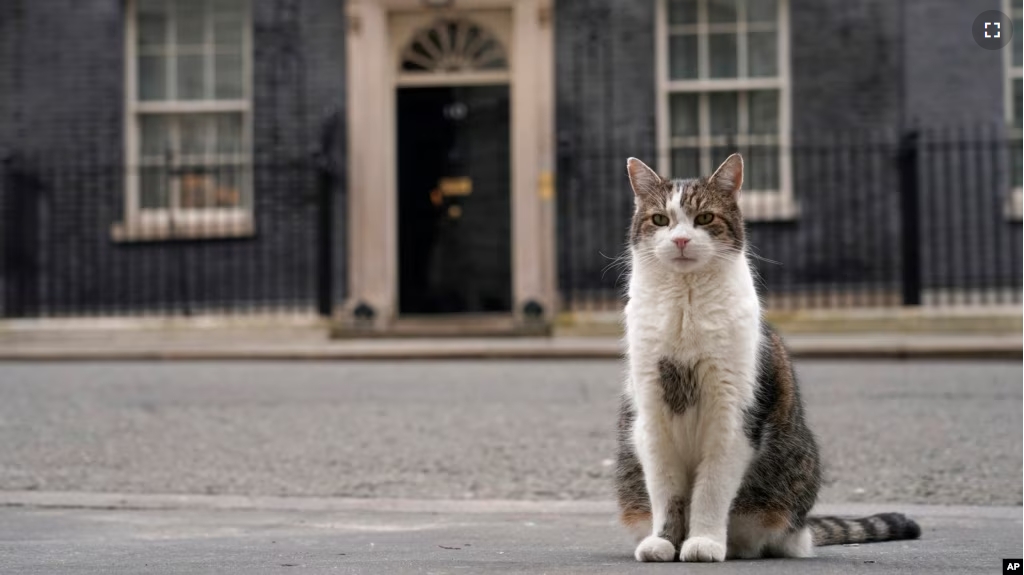 FILE - Larry the cat, Chief Mouser to the Cabinet Office, poses for the cameras outside 10 Downing Street in London, on March 13, 2024. (AP Photo/Alberto Pezzali, File)