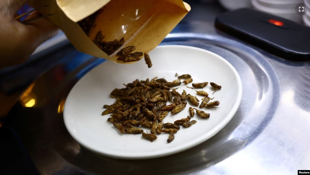 Restaurant owner Francis Ng prepares house crickets to add to his insect-based dishes at the House of Seafood restaurant in Singapore on July 16, 2024. (REUTERS/Edgar Su)