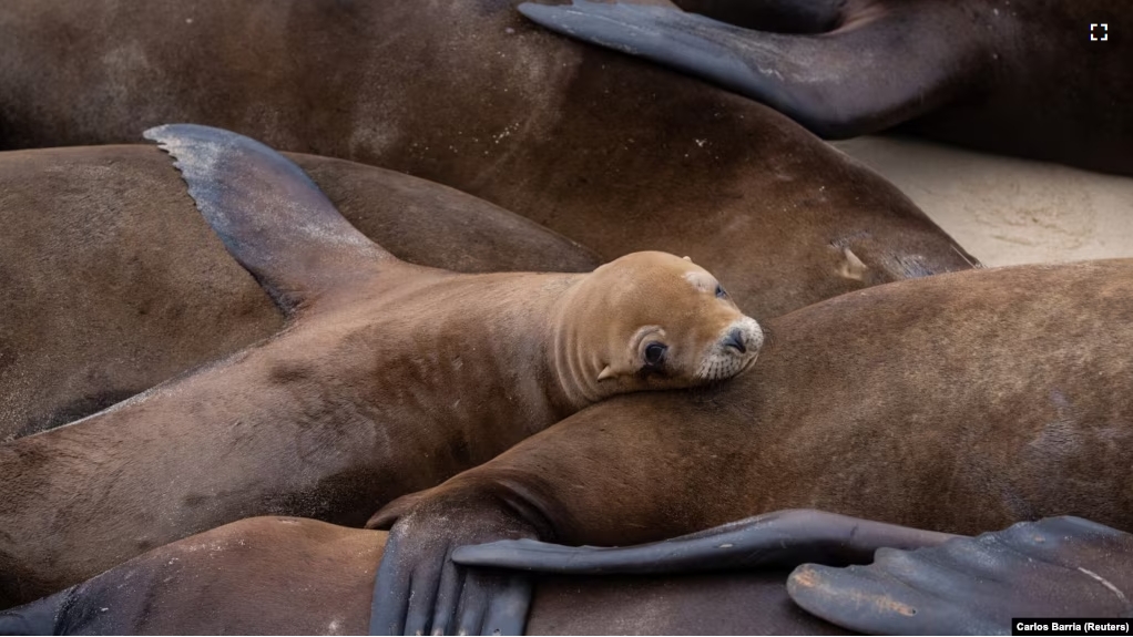 Sea lions congregate at San Carlos Beach while local authorities decided to temporarily close the beach in Monterey, CA. August 22, 2024. (REUTERS/Carlos Barria)