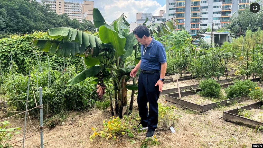 South Korean farmer, Ma Myung-sun, stands next to a banana tree at his community farm in Seoul, South Korea, July 31, 2024. (REUTERS/Minwoo Park)