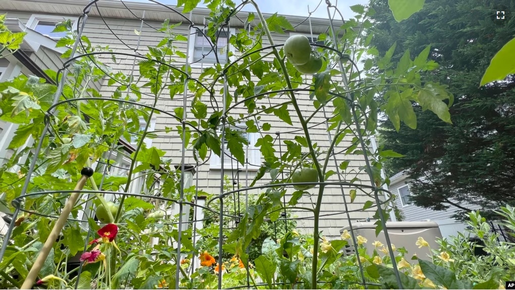 This image shows a nearly 6-foot tall tomato plant growing on Long Island, N.Y. on July 9, 2024. (Jessica Damiano via AP)