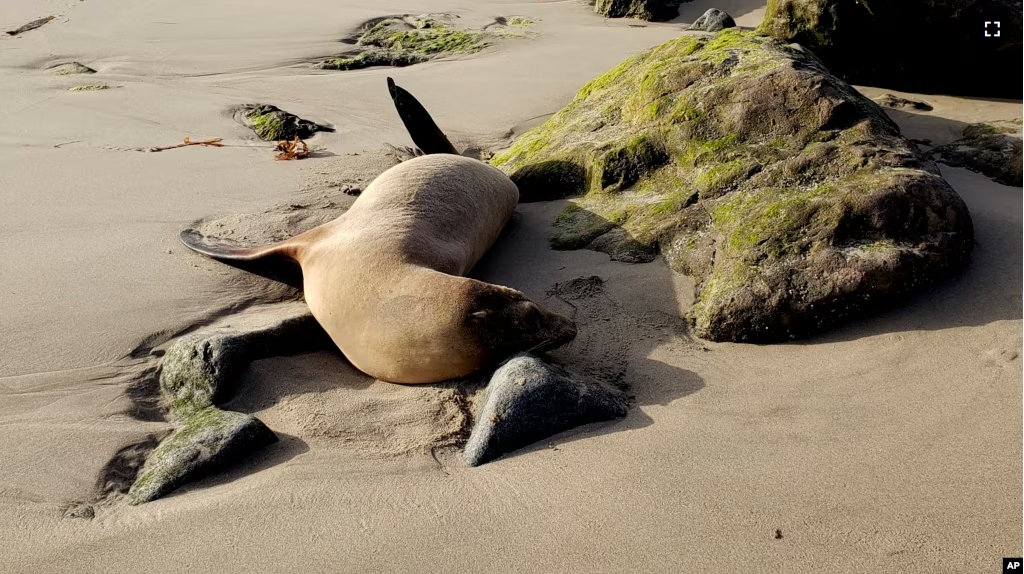 This photo provided by the Channel Islands Marine & Wildlife Institute (CIMWI) shows a sick sea lion on San Buenaventura State Beach in Ventura, California on July 29, 2024. (Channel Islands Marine & Wildlife Institute via AP)