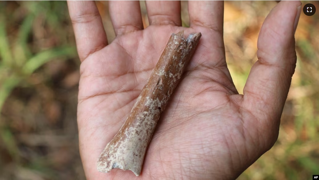 This photo provided by Yousuke Kaifu shows an arm bone fragment excavated on the Indonesia island of Flores. New research suggests ancestors of an early human species nicknamed “hobbits” were even shorter. (Yousuke Kaifu via AP)