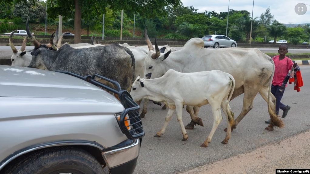 A boy guides cattle on a road in Abuja, Nigeria, Friday, Aug. 16, 2024. (AP Photo/Olamikan Gbemiga)