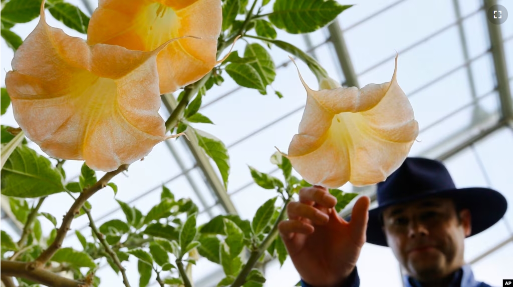 FILE - An employee touches the flower of a Datura Stramonium plant, part of the nightshade family, at The Royal Botanic Gardens in London, Monday, Sept. 22, 2014. The nightshade family is known to have toxins in fruit or in stems and leaves.(AP Photo/Kirsty Wigglesworth, File)