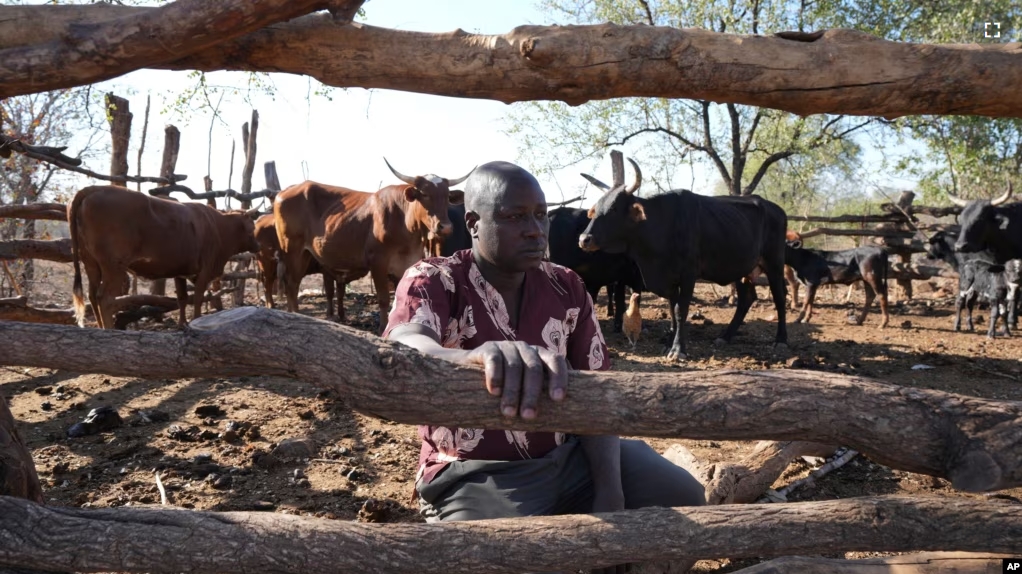 Tembanechako Mastick, a former poacher who now teaches conservation, poses inside his cattle pen in Chiredzi, Zimbabwe near the Save Valley Conservancy, Wednesday, July 10, 2024. (AP Photo/Tsvangirayi Mukwazhi)