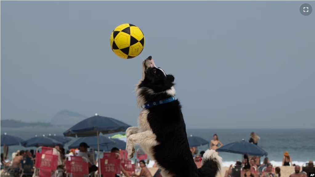 The border collie named Floki plays footvolley, a combination of soccer and volleyball, on Leblon beach in Rio de Janeiro, Sunday, Sept. 8, 2024. (AP Photo/Bruna Prado)