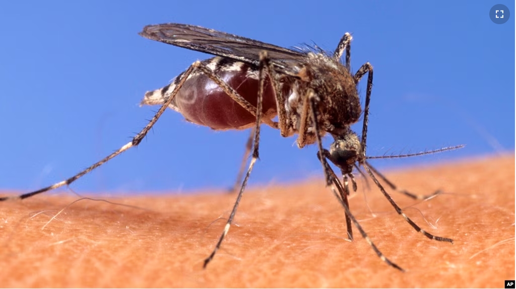 This image provided by the USDA Agricultural Research Service shows a closeup of a mosquito on human skin. (USDA Agricultural Research Service via AP)