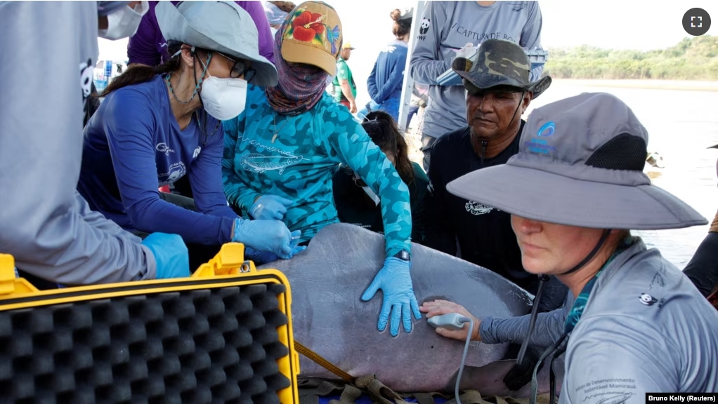 Field researchers from the Mamirauá Institute of Sustainable Development check the health of a rare Amazon river dolphin, also known as the pink river dolphin, in Lake Tefé, Amazonas state, Brazil, August 19, 2024. (REUTERS/Bruno Kelly)