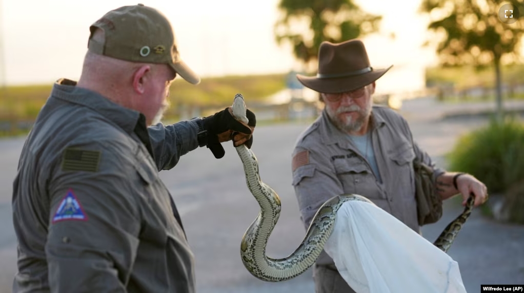 Thomas Aycock, left, and Tom Rahill show off an invasive Burmese python caught earlier, as they wait for sunset to hunt pythons on Aug. 13, 2024, in the Florida Everglades. (AP Photo/Wilfredo Lee)