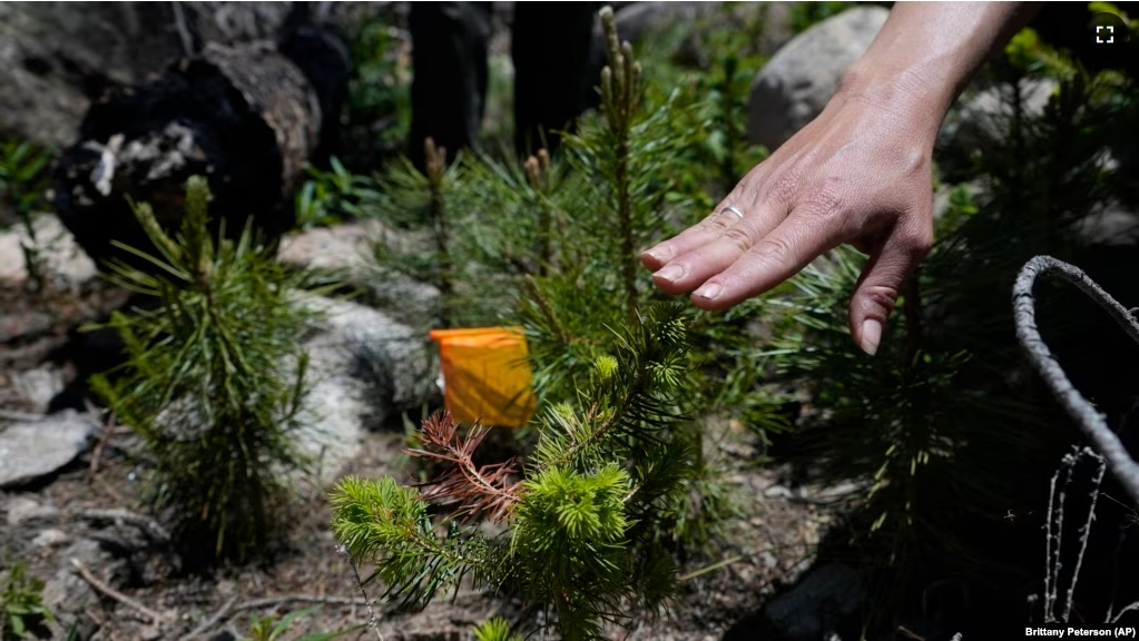 A Colorado Forest Restoration Institute researcher at Colorado State University touches a test seedling in June 2024, in Bellvue, Colorado. (AP Photo/Brittany Peterson)