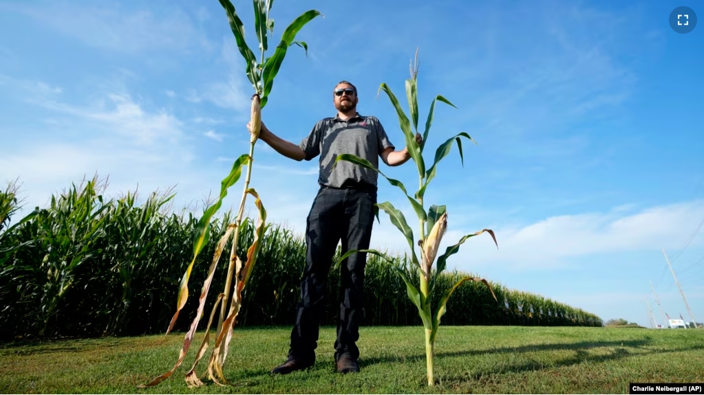 Cameron Sorgenfrey holds a tall corn stalk next to a short corn stalk along one of his fields, Monday, Sept. 16, 2024, in Wyoming, Iowa. (AP Photo/Charlie Neibergall)