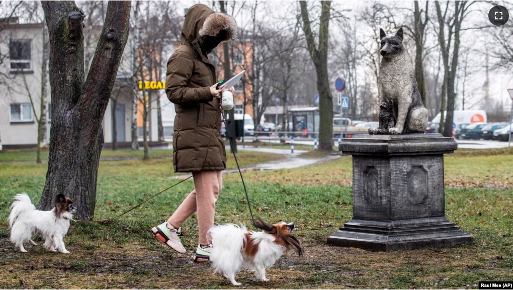 FILE - Habit stacking could be walking a pet and listening to news, a book, or podcast. Here a woman looks at her device while walking her dogs in a park in Tallinn, Estonia, Dec 16, 2020.(AP Photo/Raul Mee)