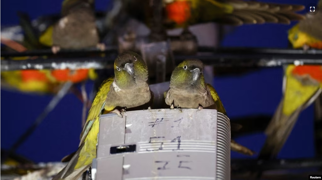 Parrots stand on an switch box and cables in the town of Hilario Ascasubi in Argentina on September 23, 2024. (REUTERS/Agustin Marcarian)