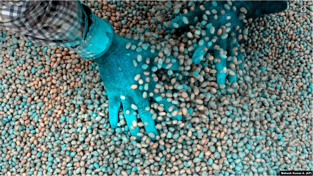 P. Ravinder Reddy, a farmer, applies fungicide to peanut seeds before sowing in Rayanpet village of Telangana state, India, Wednesday, Sept. 25, 2024. (AP Photo/Mahesh Kumar A.)