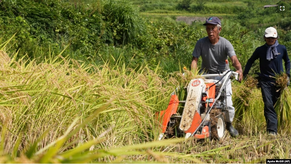 A farmer operates a harvester machine on a rice terrace during harvest in Kamimomi village, Okayama prefecture, Japan on Sept. 7, 2024. (AP Photo/Ayaka McGill)