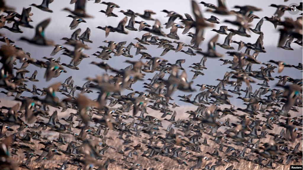 FILE - A flock of Common Teal fly across a wetland on a winter day on the outskirts of Srinagar on January 22, 2018. (REUTERS/Danish Ismail/File Photo)