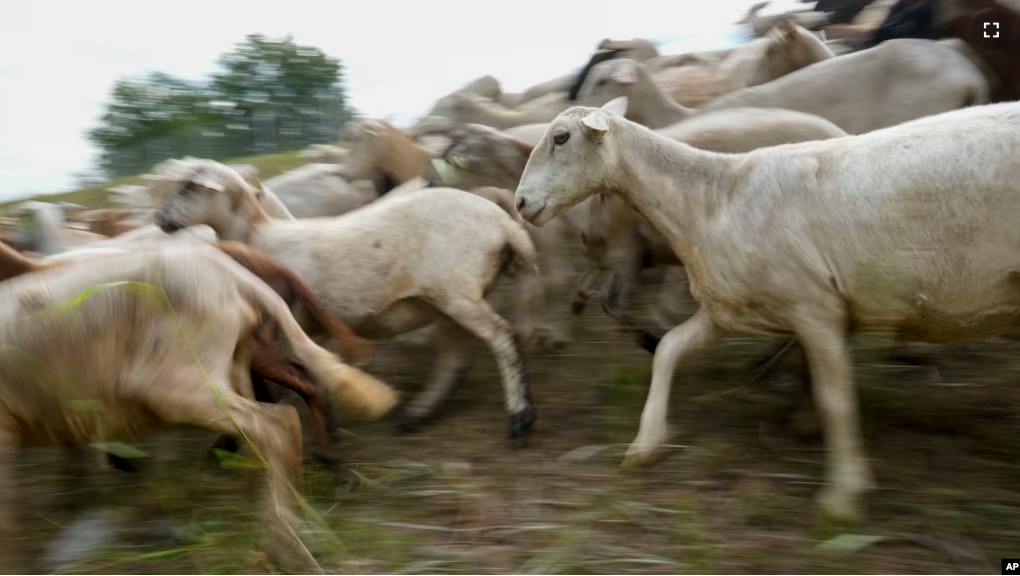 A flock of sheep called the Chew Crew move along the Cumberland River bank Tuesday, July 9, 2024, in Nashville, Tenn. The sheep are used to clear out overgrown weeds and invasive plants in the city's parks, greenways and cemeteries. (AP Photo/George Walker IV)