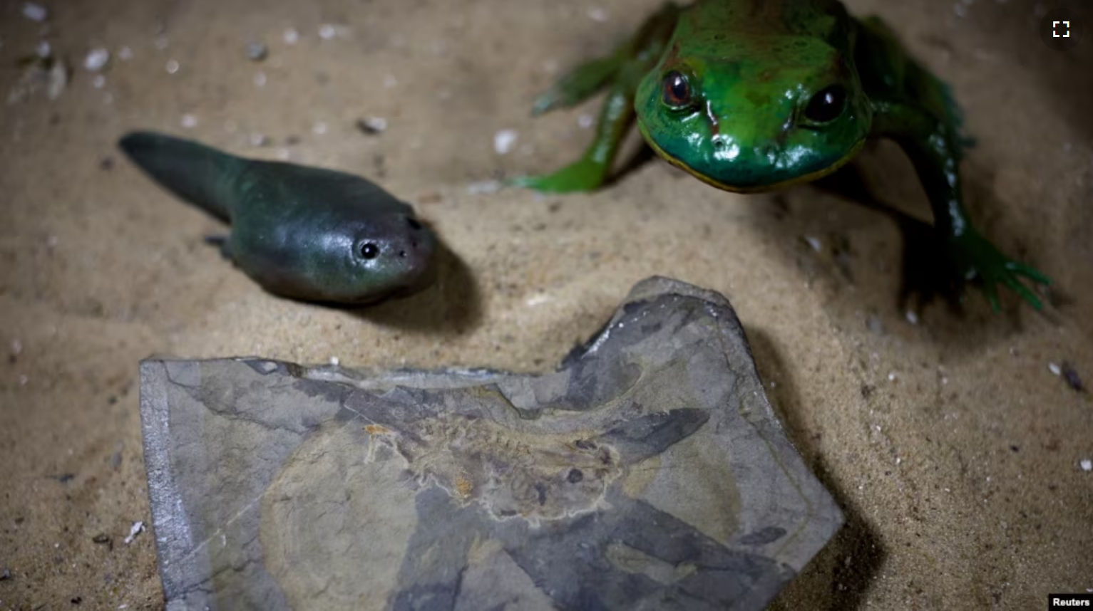 A fossil of the world's oldest tadpole, which coexisted with dinosaurs about 165 million years ago, is pictured next to a 3D-printed representation of the tadpole and of a fully developed frog, in Buenos Aires, Argentina October 28, 2024. (REUTERS/Agustin Marcarian)