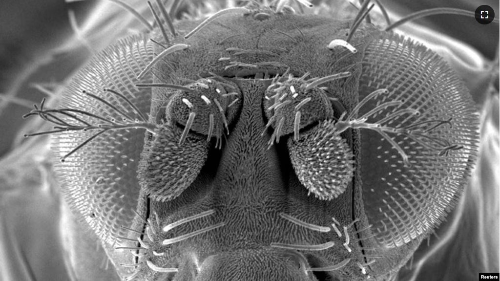 FILE - A handout microscopic image of a fruit fly released August 11, 2006. (REUTERS/CSIRO/Handout)