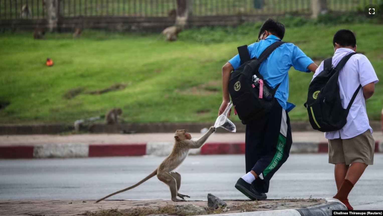 FILE - A long-tailed macaque takes food from a local student near Phra Prang Sam Yot temple, in Lopburi, Thailand, June 7, 2024. ( REUTERS/Chalinee Thirasupa)