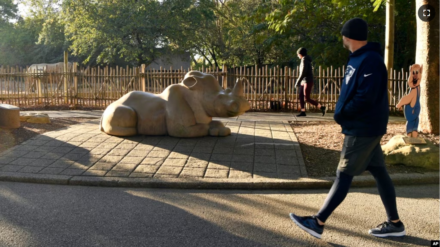 A member of the Get Healthy Walking Club walks past the rhinoceros exhibit in the morning at the Louisville Zoo in Louisville, Ky., Friday, Oct. 18, 2024. (AP Photo/Timothy D. Easley)