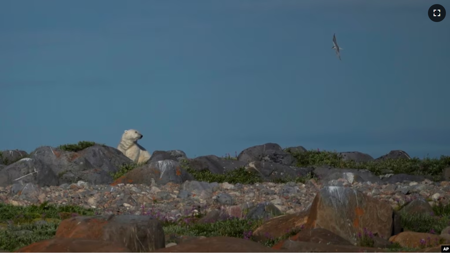 A polar bear stands near rocks, Tuesday, Aug. 6, 2024, in Churchill, Manitoba. (AP Photo/Joshua A. Bickel)