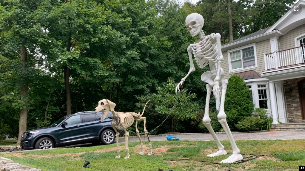 A towering Halloween human skeleton appears with a giant canine skeleton in front of a house in Westchester County, N.Y., on Sept. 23, 2024. (AP Photo/Julia Rubin)