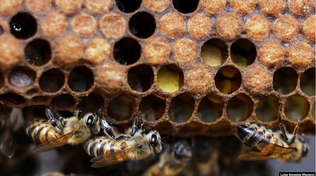 Bees from the apiary of the Universidad del Rosario are raised for the research of the formula to protect the brain of bees and other pollinators affected by exposure to insecticides, Bogota, Colombia, October 17, 2024. (REUTERS/Luisa Gonzalez)