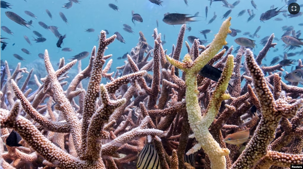 FILE - Bleached corals are seen in a reef in Koh Mak, Trat province, Thailand, May 8, 2024. This year so far the country's weather recorded the highest temperature at 44.2 degrees Celsius affecting the seawater temperature as well. (REUTERS/Napat Wesshasartar/File Photo)