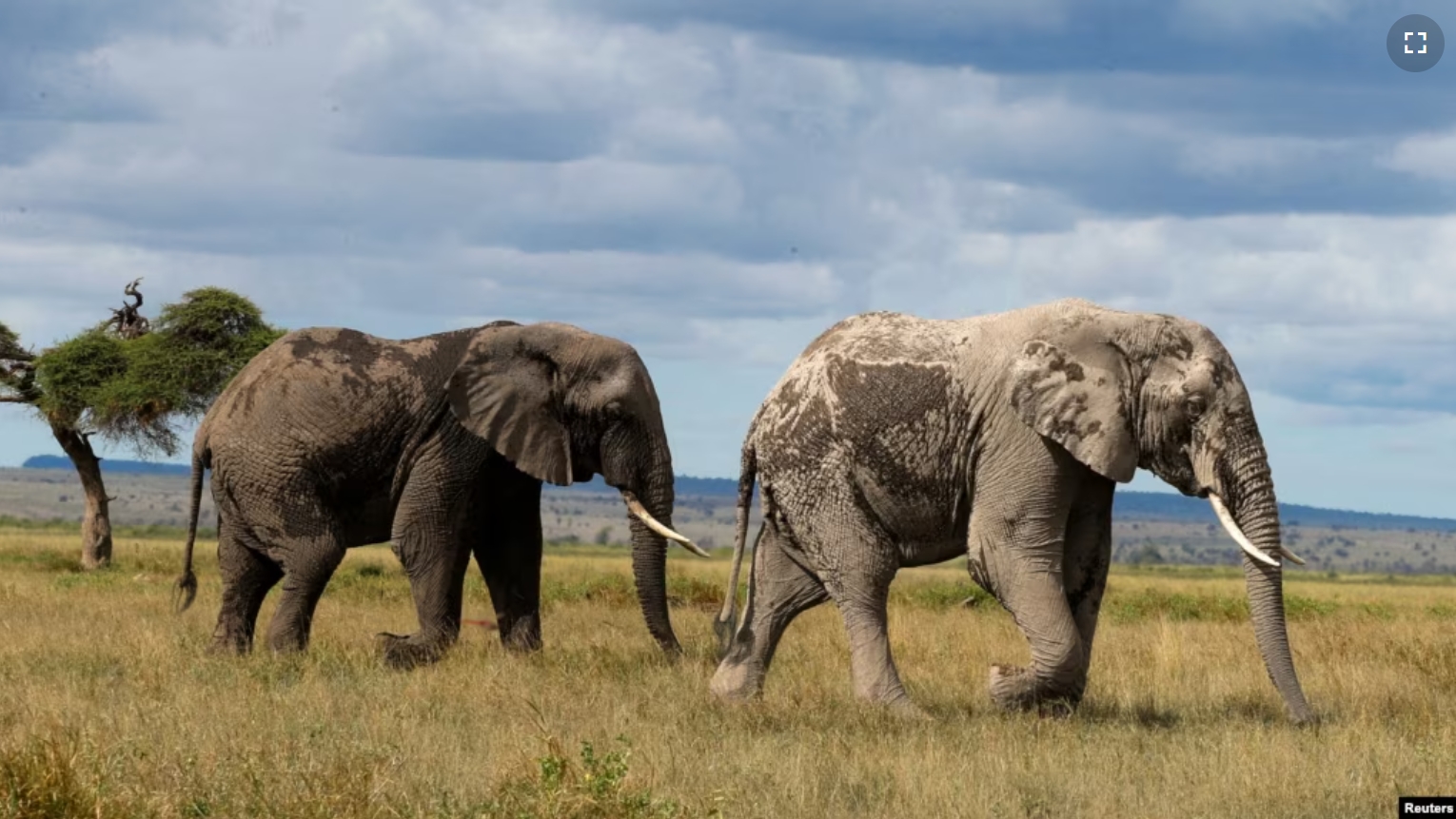 FILE - Elephants walk at the Amboseli National Park in Kajiado County, Kenya, April 4, 2024. (REUTERS/Monicah Mwangi/File Photo)