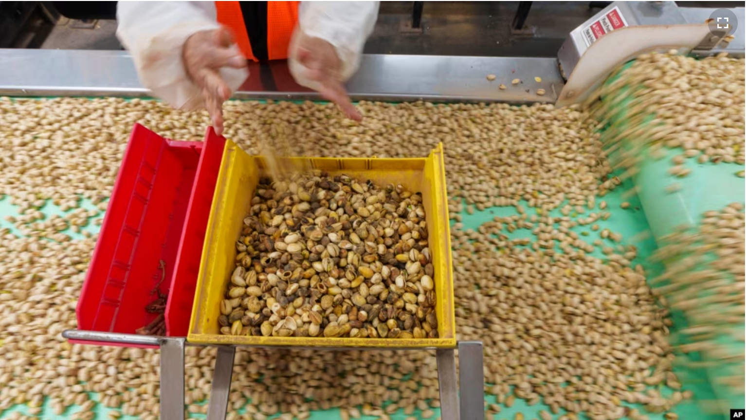 Pistachios are hand sorted at the Wonderful Pistachios & Almonds processing plant in Lost Hills, Calif., on Friday, Oct. 25, 2024. (AP Photo/Damian Dovarganes)