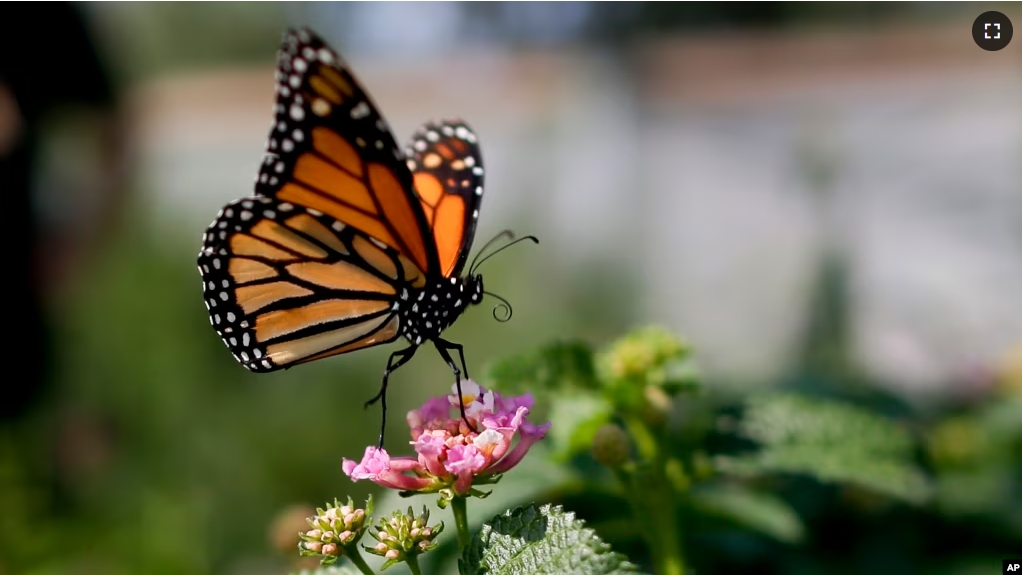 FILE - This August 19, 2015, photo shows a monarch butterfly landing on a flower in Vista, California. (AP File Photo/Gregory Bull)