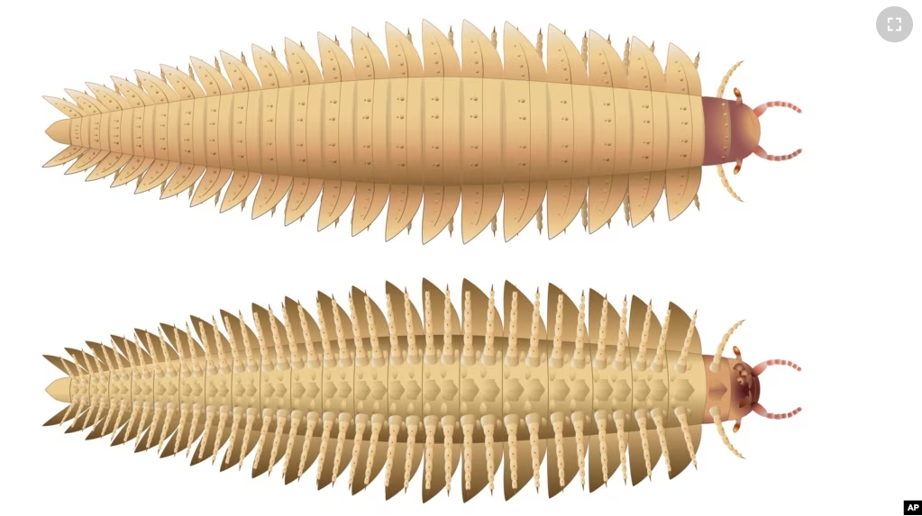 This illustration provided by researchers shows a young Arthropleura insect recreated using fossils discovered in Montceau-les-Mines, France. (Photo Credit supplied by Mickaël Lhéritier, Jean Vannier, and Alexandra Giupponi, October 2024, via AP)