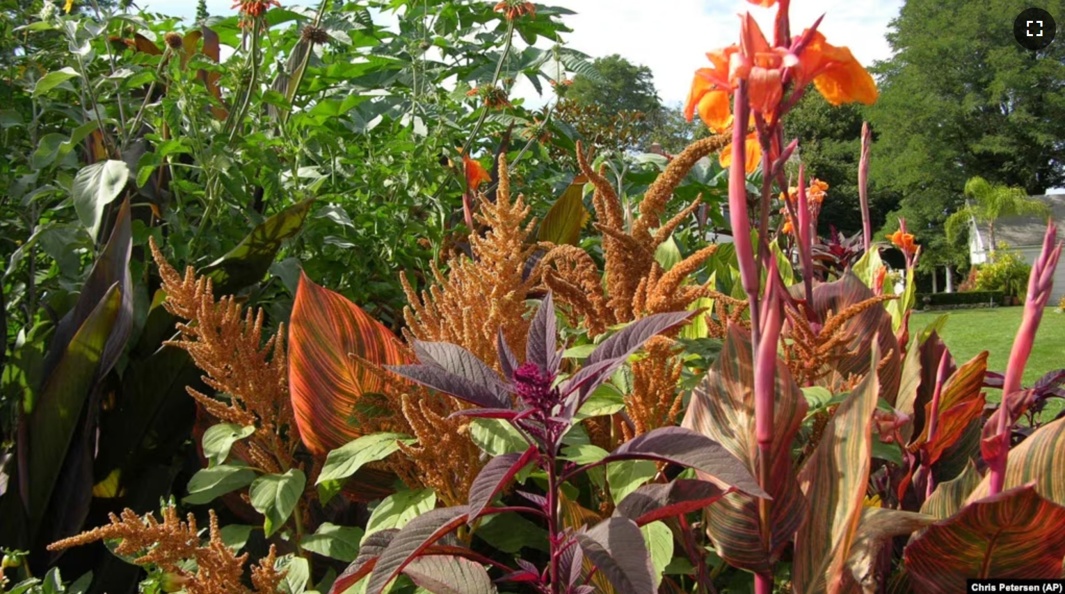 FILE - This 2006 image provided by Chris Petersen shows an orange canna plant in bloom at Landcraft Environmentals in Mattituck, N.Y. (Chris Petersen via AP)