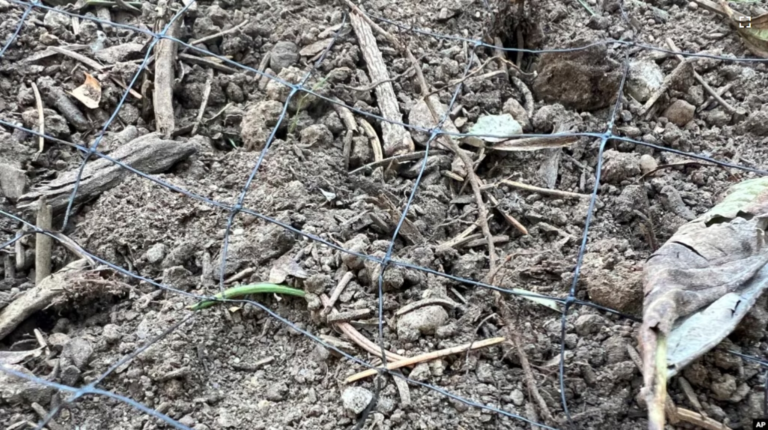 This Oct. 21, 2024, image provided by Jessica Damiano shows bird netting installed over a garden bed on Long Island, N.Y. (Jessica Damiano via AP)