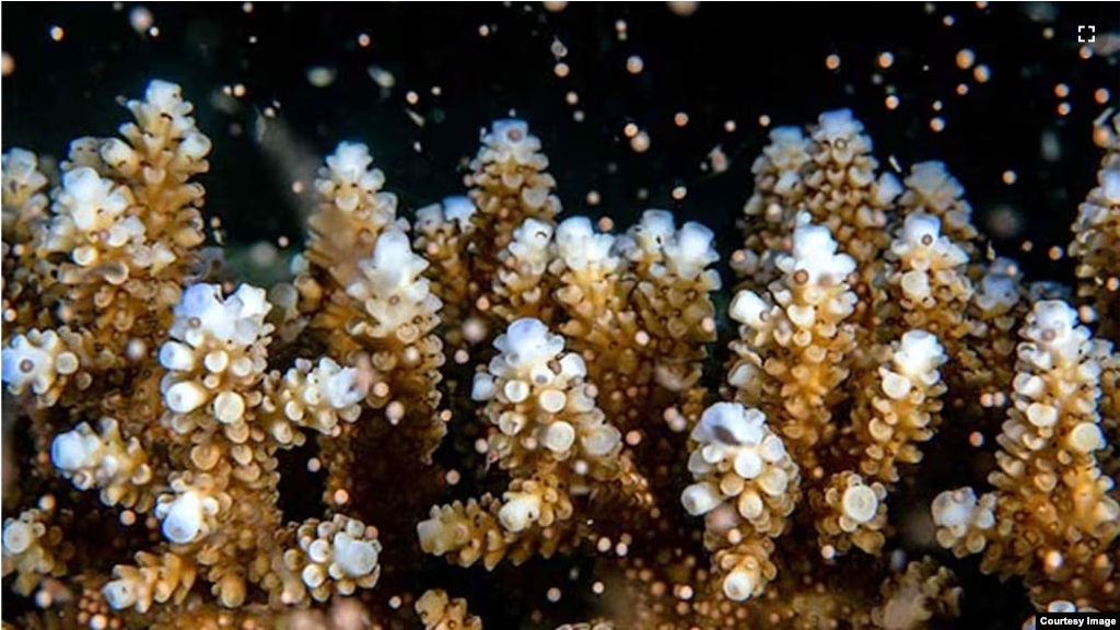 This image shows some of the selectively-bred coral at a nursery in the Pacific island nation of Palau. (Photo Credit: Jesse Alpert)