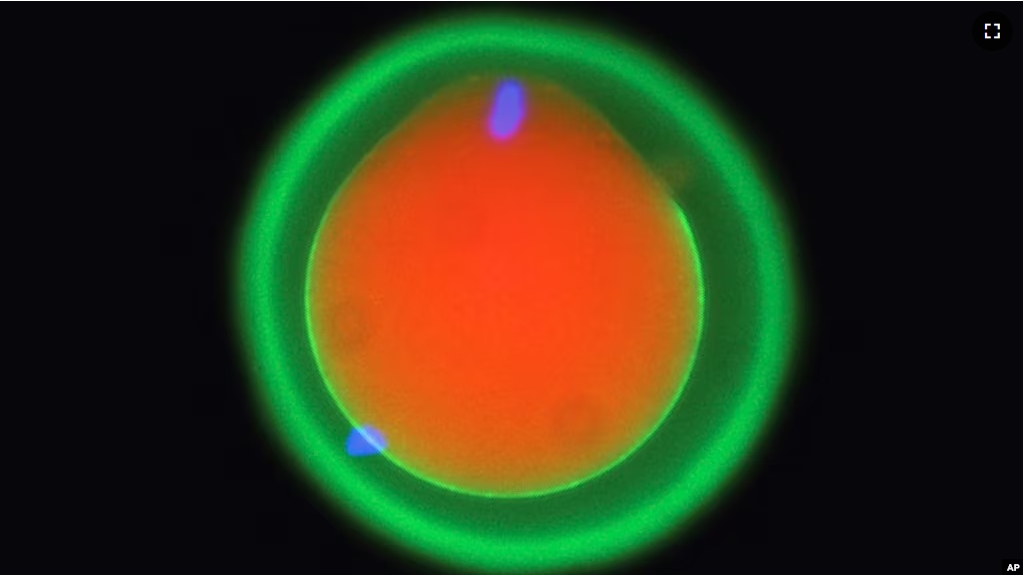 This microscope image provided by Osaka University and the Research Institute of Molecular Pathology in October 2024, shows the fertilization of a mouse egg marked in red and green. (Yonggang Lu/Osaka University/IMP via AP)