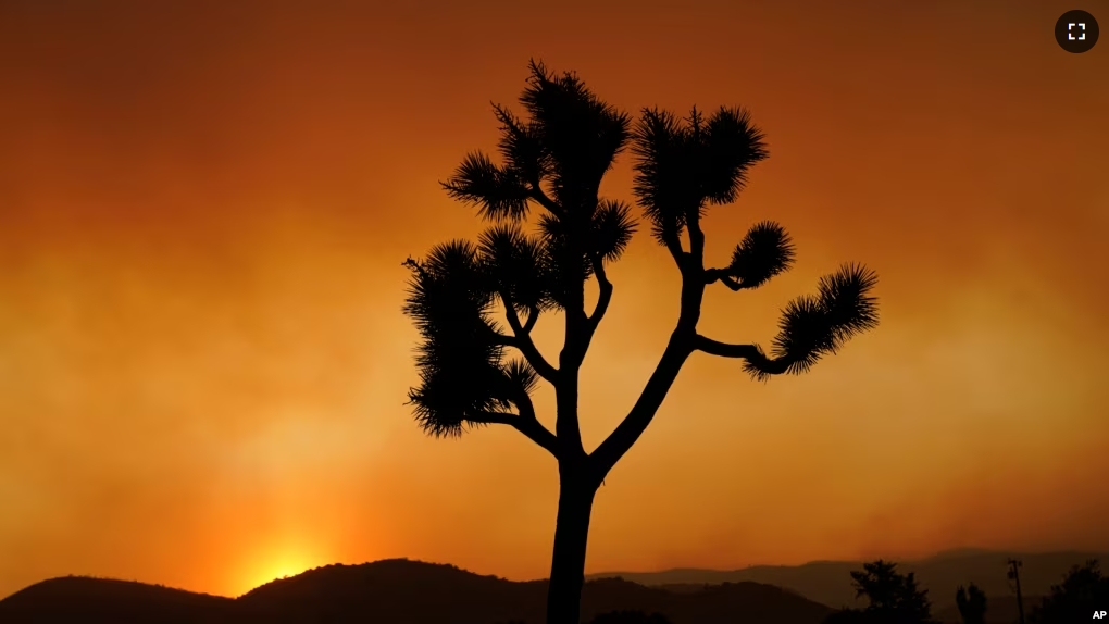 FILE - A Joshua tree is silhouetted in front of the Bobcat Fire at sunset Saturday, Sept. 19, 2020, in Juniper Hills, California. (AP Photo/Marcio Jose Sanchez, File)