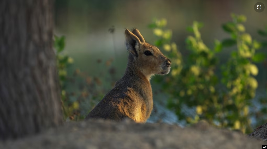 A Patagonia mara is seen at Al Qudra Lakes in Dubai, United Arab Emirates, Thursday, Nov. 21, 2024. (AP Photo/Jon Gambrell)