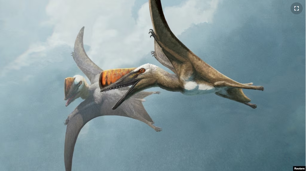 A life restoration of two individuals of the newly identified Jurassic Period pterosaur species Skiphosoura bavarica are pictured in flight, in this illustration released on November 18, 2024. (Gabriel Ugueto/Handout via REUTERS)