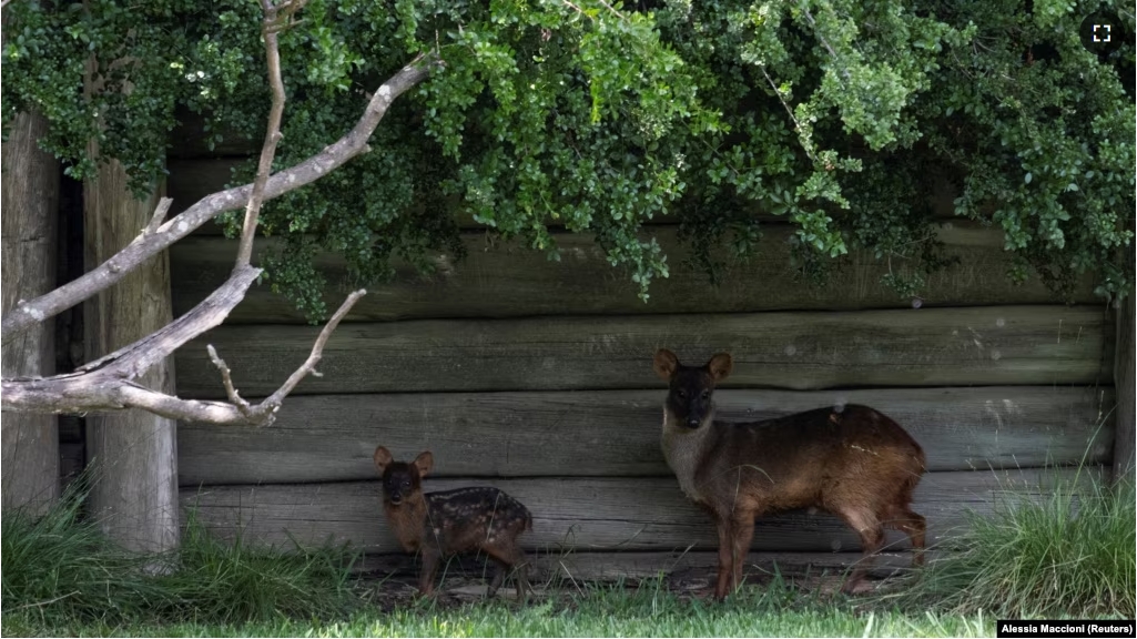 A rare pudu fawn born earlier this month is seen next to its mother, at the Temaiken Foundation, in Buenos Aires, Argentina, Nov. 22, 2024. (REUTERS/Alessia Maccioni)