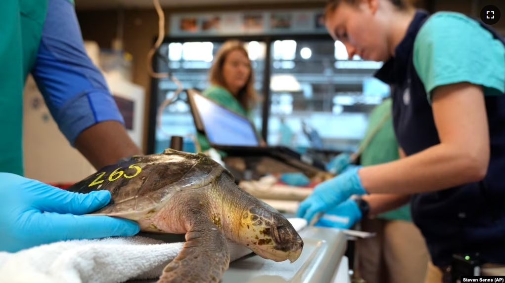 Biologist Sammi Chaves, right, examines a Kemp's ridley sea turtle at a New England Aquarium marine animal rehabilitation facility, in Quincy, Mass., Tuesday, Dec. 3, 2024. (AP Photo/Steven Senne)